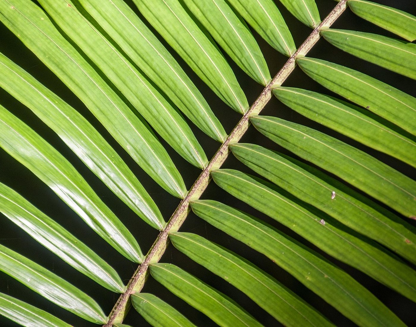 Feuilles de palmier vert tropical